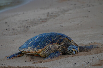Sea turtle on the beach taking a nap and getting some rest before he heads back into the ocean