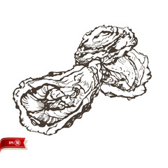 Hand drawn opened oyster isolated on white background. Line drawing live clam. Vector sketch for poster, web design, banner, card, flyer, icon, logo or badge.