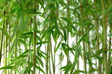 Close up shot of multiple bamboo plant stems with intricate details