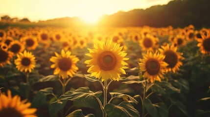 Obraz premium Golden Sunflowers Field at Sunset
