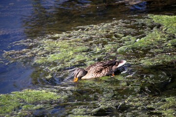 ave pato - Anatidae 