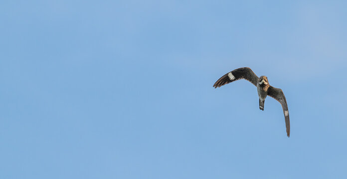 Common nighthawk in flight.