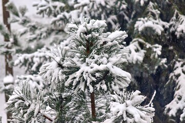 Snow-covered pine trees in a winter landscape.