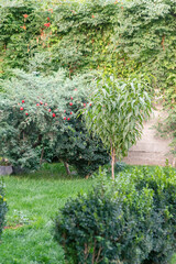 Young peach tree in focus and bushes in defocus. Garden