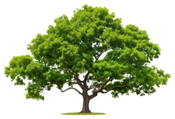 PNG Lush green tree isolated nature