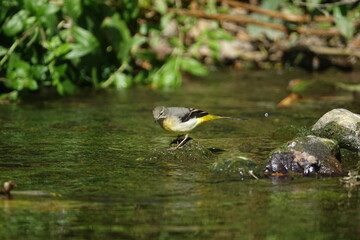 female grey wagtail (Motacilla cinerea) stream in the north of England during autumn