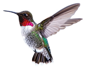 Naklejka premium PNG Hummingbird hummingbird hovering animal.