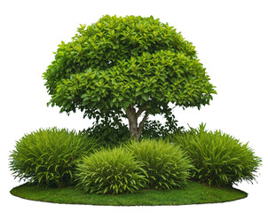 Green park botanical garden with a single ornamental tree surrounded by lush ferns and ground cover isolated on transparent background, ideal for botanical gardening, landscape design. Generative AI