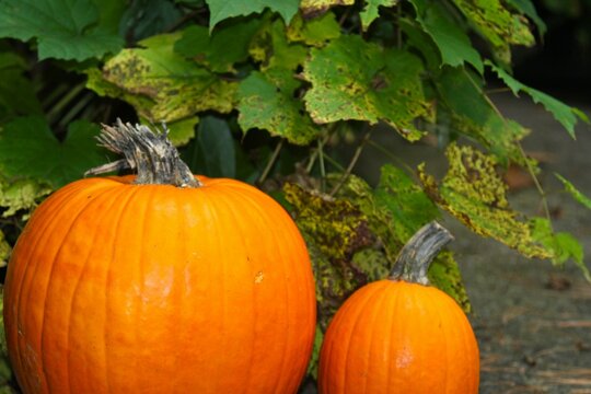 Closeup of pumpkins on the ground