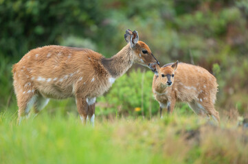 deer in the grass