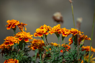 orange flower in the garden
