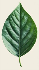 Single Crisp Green Leaf Highlighted Against a Clean Background picture