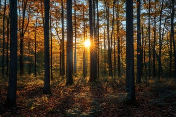 Obraz premium Golden Hour Sunbeams in a Deciduous Forest