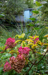 The floating gardens of Les Hortillonnages, Amiens, France which consist of small cultivated islands located in the marshy terrain of bed of the River Somme. Only accessible by boat or footbridge.
