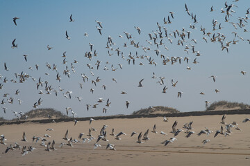 flock of seagulls