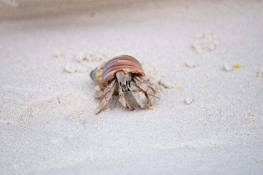 hermit crab on the beach