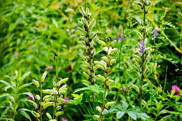 Lush green vegetation featuring various plants and flowers in a natural setting.