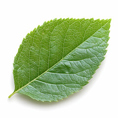 Obraz premium Single Green Leaf with Detailed Veins on White Background