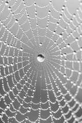Obraz premium A spider web stretches across the frame, adorned with numerous dew droplets that sparkle as they catch the light. The intricate design showcases nature's artistry in the early hours.