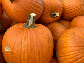 pile of pumpkins