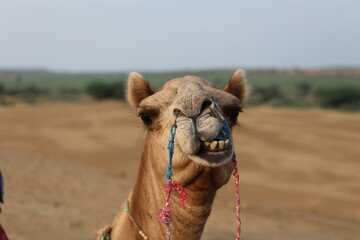 camel in the desert of Thar in India