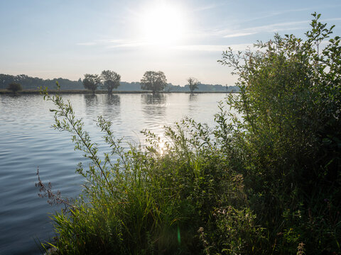 shrubs and trees along river maas in dutch province of noord brabant