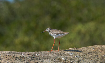 Common Redshank, Tringa totanus