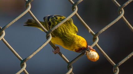 Rüppell's weaver (Ploceus galbula)