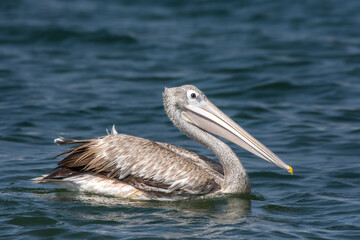 The spot-billed pelican (Pelecanus philippensis) or gray pelican