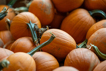 Large vibrant orange colored pumpkins with thick green stalks in the center top. The squash has...