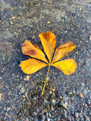A single horse chestnut tree leaf lays on an asphalt sidewalk. Its long canoe-shaped leaf has a prominent lance-shaped tip and hooked teeth around the edge. The yellow leaf is dried with yellow edging