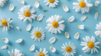 Floral frame background of Plain light blue paper structure background with blank copy space in the middle, on top of the background are smller and bigger daisy blossoms scatterd arround