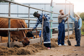 Dairy farm livestock agriculture industry. Farmers take care of cows on ranch