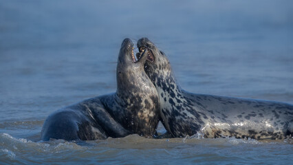 Naklejka premium Male Grey Seals Sparring at the waters edge