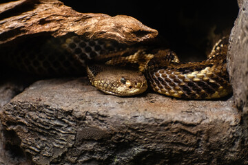 Eastern diamondback rattlesnake hidden under a log 
