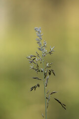 Beautiful grass in warm sunny summer day in the garden.