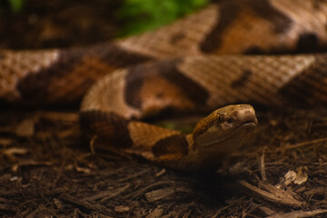 Close up of a Copperhead snake looking up 
