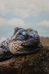 blue iguana head laying on a rock 