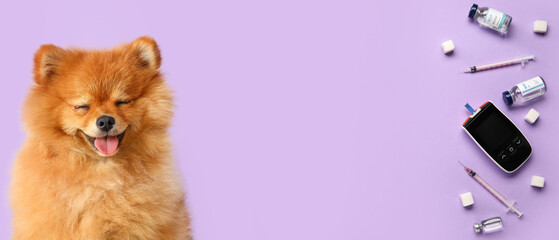 Cute Pomeranian dog on lilac background, closeup