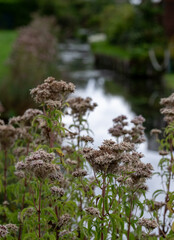 The floating gardens of Les Hortillonnages, Amiens, France which consist of small cultivated islands located in the marshy terrain of bed of the River Somme. Only accessible by boat or footbridge.
