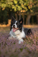 Happy Border Collie Lies Down in Pink Heather. Adorable Vertical Portrait of Black and White Dog in the Afternoon. Pet Smiles Outside in Beautiful Nature.