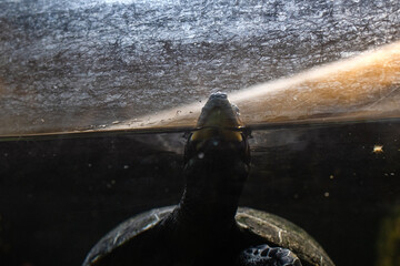 Turtle peaking his head out of the water in a zoo 