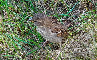 The sparrow feeds on bread on the ground