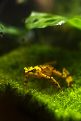 Yellow frog on moss and under a leaf 