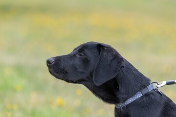 Close up portrait of a cute black Labrador puppy