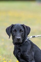 Close up portrait of a cute black Labrador puppy