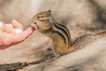 squirrel in a hand