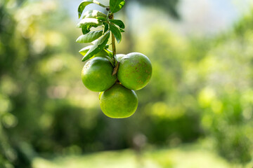 Tree Branch with Three Green Lemons Against a Lush, Blurred Background