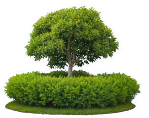 Ornamental garden with a single sculpted tree surrounded by a circular hedge of lush bushes isolated on transparent background, ideal for gardening, landscape design, outdoor decor. Generative AI