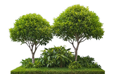 Ornamental garden display with two sculpted trees and lush ground foliage isolated on transparent background, ideal for gardening, landscape design, outdoor decor, nature elements. Generative AI